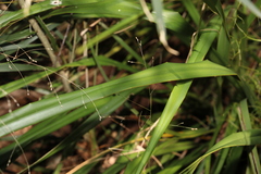 Dianella brevipedunculata