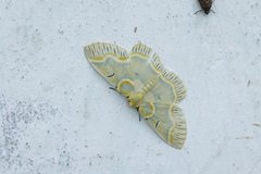 Iotaphora iridicolor