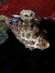 Tenguella marginalba