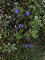 Gentiana austromontana