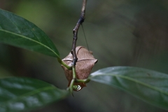 Troides minos