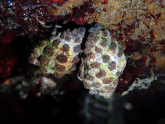 Tenguella marginalba