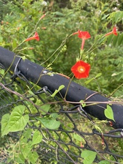 Ipomoea coccinea