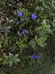 Gentiana austromontana