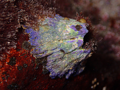 Austrobalanus imperator