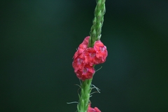 Stachytarpheta mutabilis