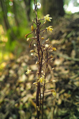 Aphyllorchis montana