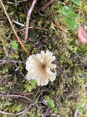 Mycetinis scorodonius