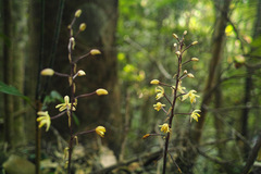 Aphyllorchis montana