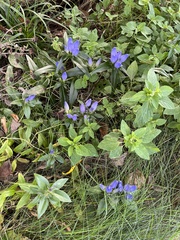 Gentiana austromontana