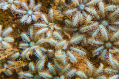 Octocorallia