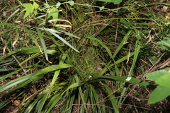 Dianella brevipedunculata