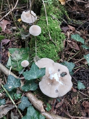 Mycena galericulata