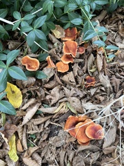 Paralepista flaccida