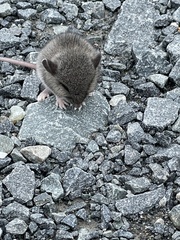 Peromyscus maniculatus