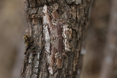 Menophra subplagiata