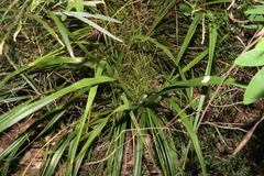 Dianella brevipedunculata
