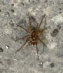 Lycosidae