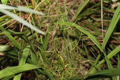 Dianella brevipedunculata