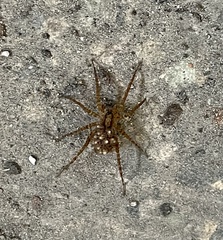 Lycosidae