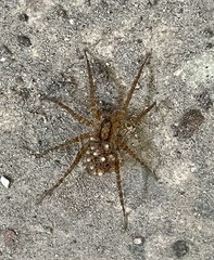 Lycosidae