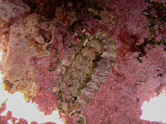 Onithochiton quercinus