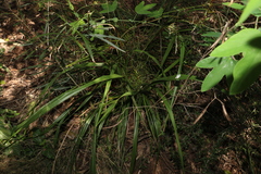 Dianella brevipedunculata