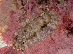 Onithochiton quercinus
