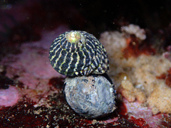 Austrocochlea porcata