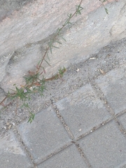 Symphyotrichum subulatum squamatum