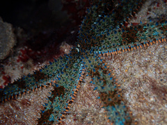 Coscinasterias muricata