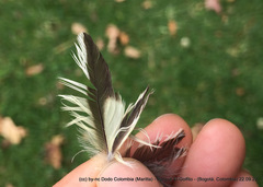 Myiodynastes luteiventris