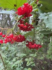 Viburnum opulus
