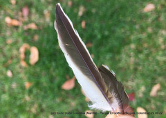 Myiodynastes luteiventris