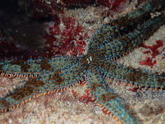 Coscinasterias muricata