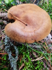 Paxillus