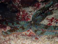 Coscinasterias muricata