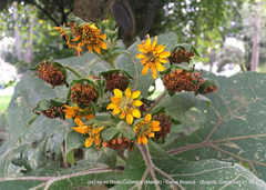 Smallanthus sonchifolius