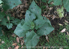 Smallanthus sonchifolius