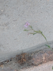 Symphyotrichum subulatum squamatum