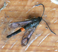 Synanthedon myopaeformis