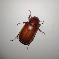 Melolonthinae