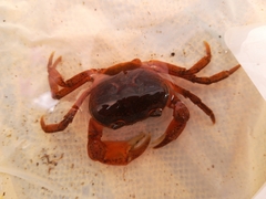 Geothelphusa dehaani
