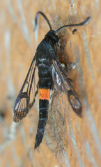 Synanthedon myopaeformis