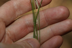 Panicum simile