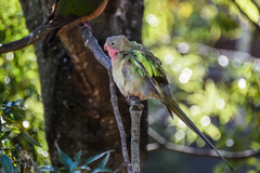 Polytelis alexandrae