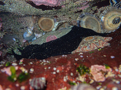 Scutus antipodes