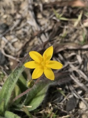 Hypoxis villosa