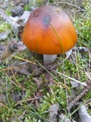 Amanita crocea
