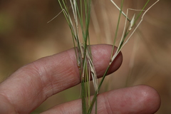 Panicum simile